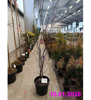 Acer palm. 'Skeeter's Broom' C 18 L